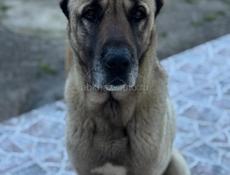 Отдадим в добрые руки 