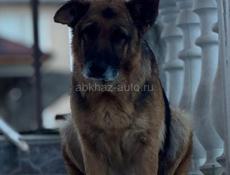 Отдадим в добрые руки 