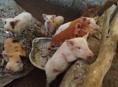 Продаётся поросята 6 штук по 7 кг 
