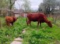 Продажа Бычка и Коров