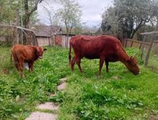 Продажа Бычка и Коров