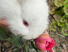 Продажа кроликов 