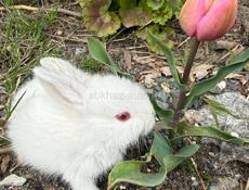 Продажа кроликов 