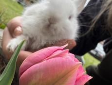 Продажа кроликов 