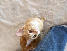 Тигровая кошечка в семью