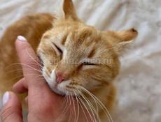 Тигровая кошечка в семью