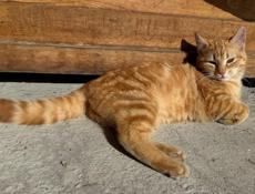 Тигровая кошечка в семью