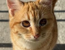 Тигровая кошечка в семью