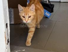 Тигровая кошечка в семью