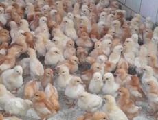 Продаются циплята 