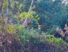 УЧАСТОК 4 СОТКИ В СУХУМЕ НА МАЯКЕ