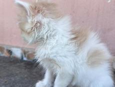 Котенок (мальчик) в добрые руки