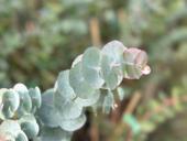 Саженцы серебристого эвкалипта 