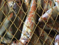 Продаю барабульку 