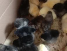 Продаются цеплята, брам смешанный с местным 