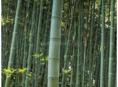 Продам бамбук
