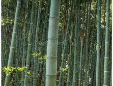 Продам бамбук