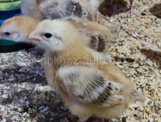 Продаю цыплят Редбро 2х недельных