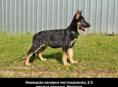 Срочная продажа немецкой овчарки ❗ 