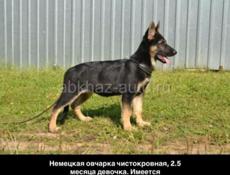 Срочная продажа немецкой овчарки ❗ 