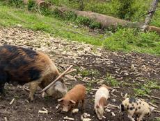 Продаются полтора месячные духовочные поросята 4 шт живой вес от 6 кг  цена за одного поросенка 3 т 