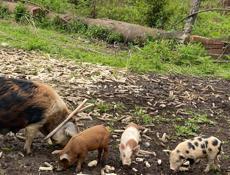 Продаются полтора месячные духовочные поросята 4 шт живой вес от 6 кг  цена за одного поросенка 3 т 