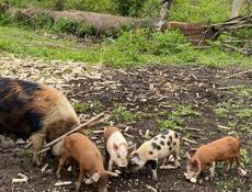 Продаются полтора месячные духовочные поросята 4 шт живой вес от 6 кг  цена за одного поросенка 3 т 