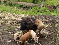 Продаются полтора месячные духовочные поросята 4 шт живой вес от 6 кг  цена за одного поросенка 3 т 