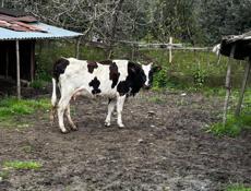 Продам корову и теленка