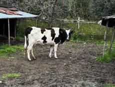 Продам корову и теленка