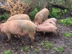 Продаю поросят и свиноматок 