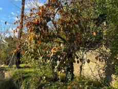 Земельный участок