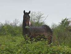 Продаю коня 