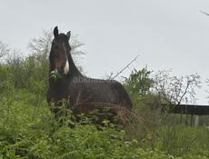 Продаю коня 