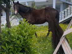 Продаю коня 