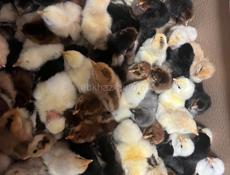 Продаются цыплята ,мясо-яичная порода ,трехсуточные