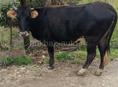 продается корова 