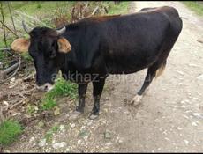 продается корова 