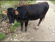 продается корова 
