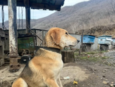 Подро по телефону 