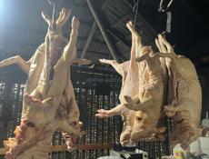 Продаю поросят 5 кг 4500