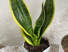 Сансевиерия