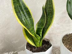 Сансевиерия