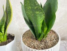 Сансевиерия