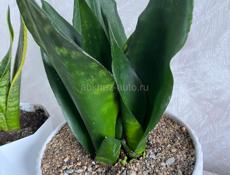 Сансевиерия