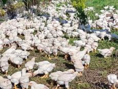 Продаются  300р р. Очамчира с. Илор