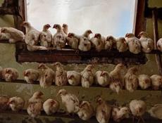 Продаются  300р р. Очамчира с. Илор