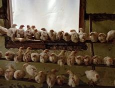 Продаются  300р р. Очамчира с. Илор