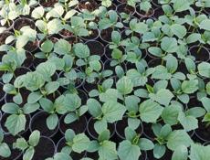 Продаётся рассада огурцы и помидоры 