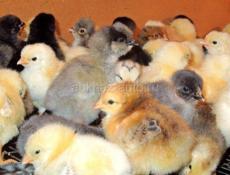 Цыплята